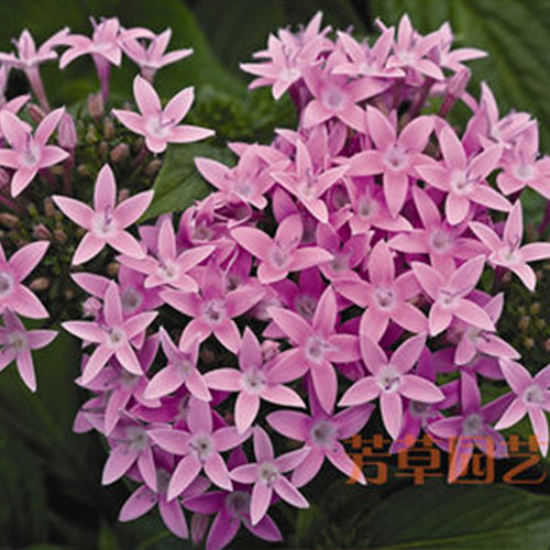 北京芳草園藝